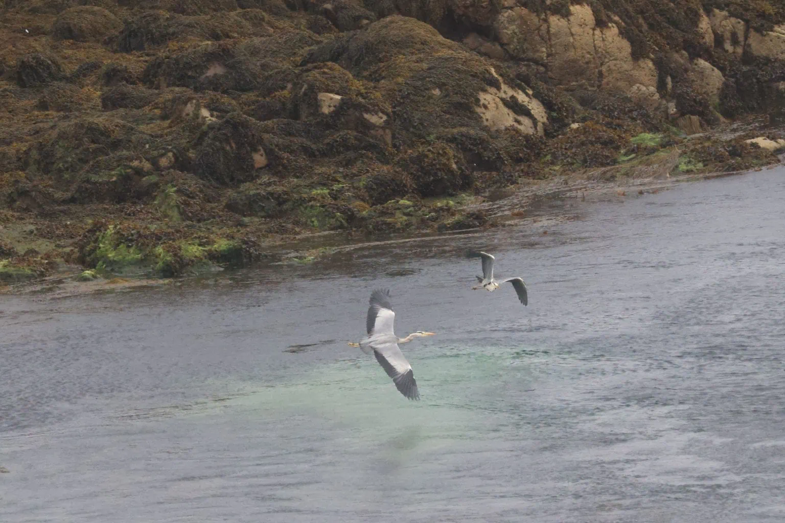 Two Grey Heron flying over a sea loch