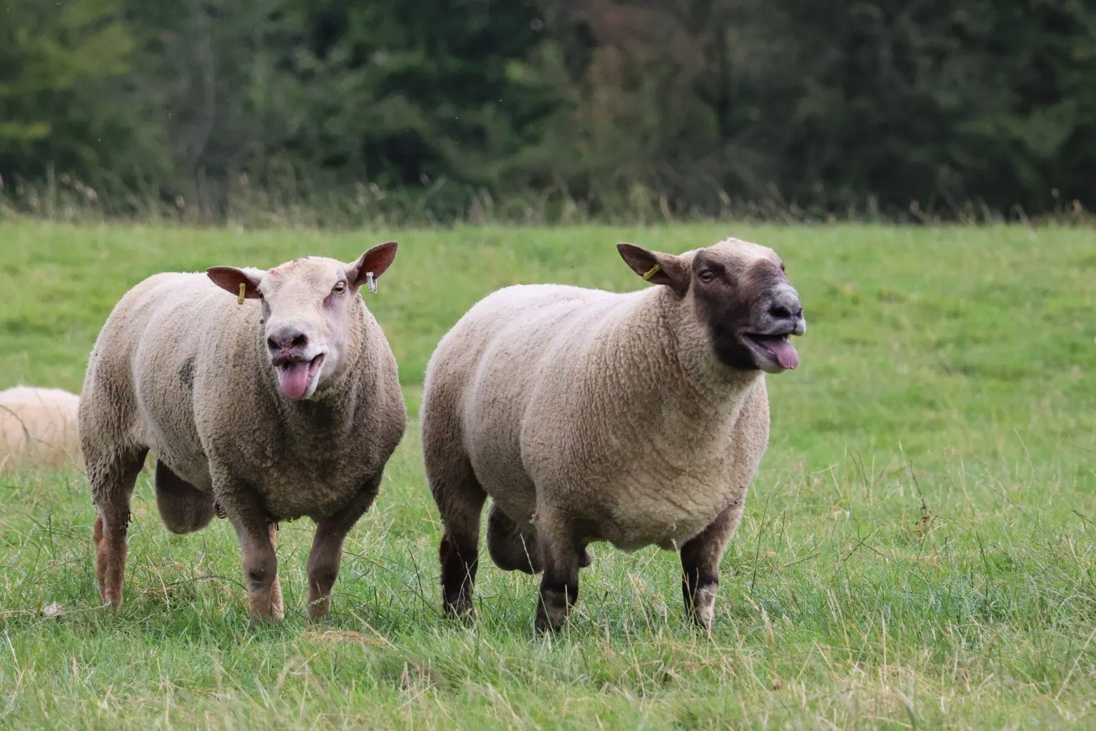 Two stocky rams standing together in a grass field, both with their tongues out.