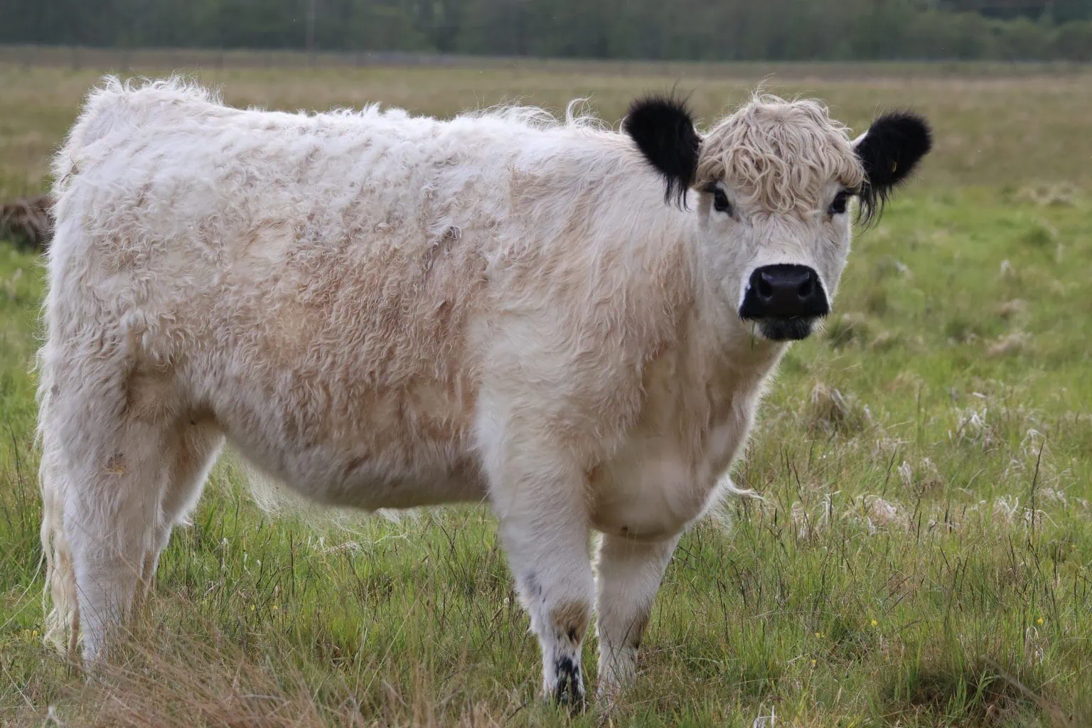White Galloway cow