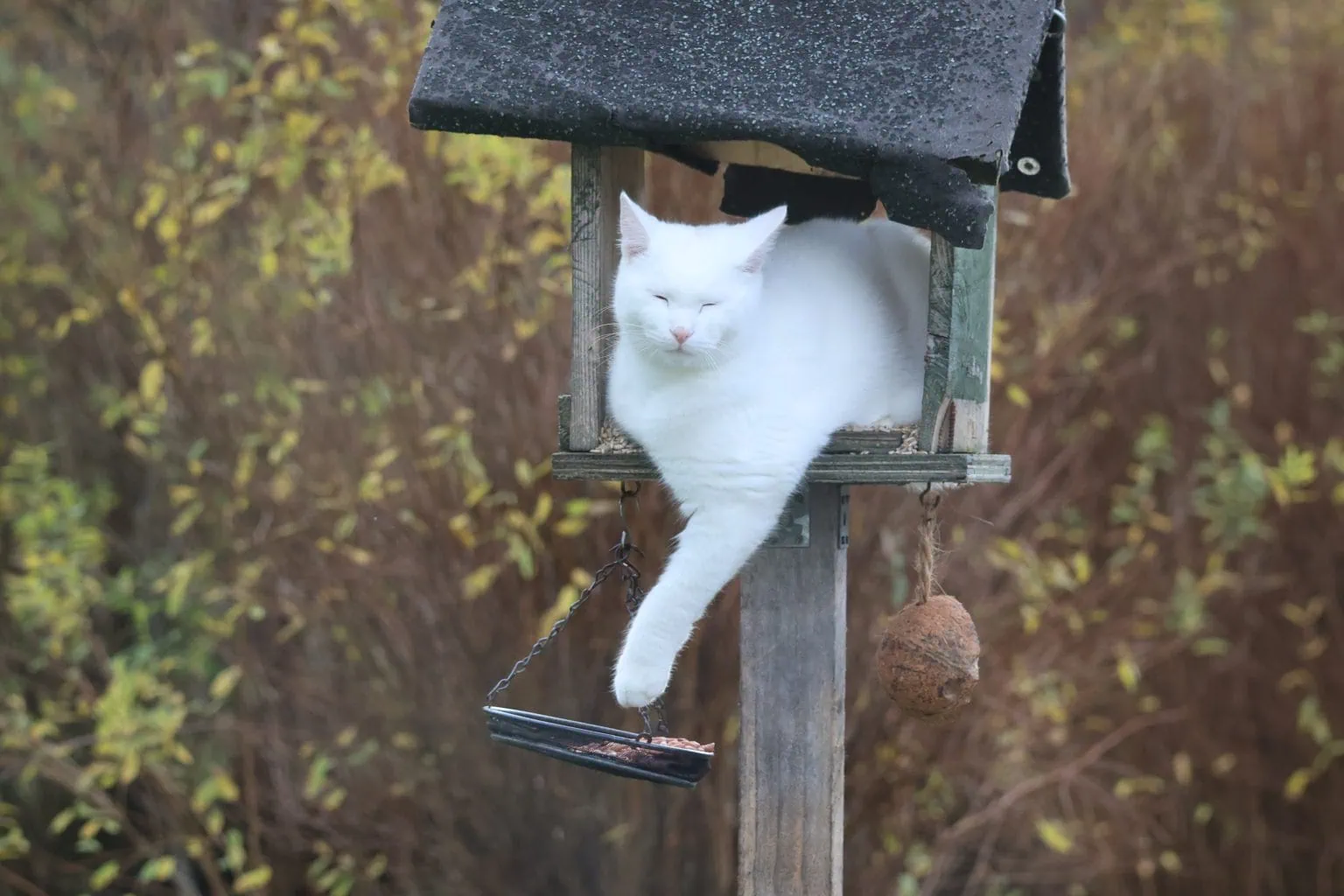 White cat asleep in a bird house, his left front leg and paw hang below him against a basket of peanuts.