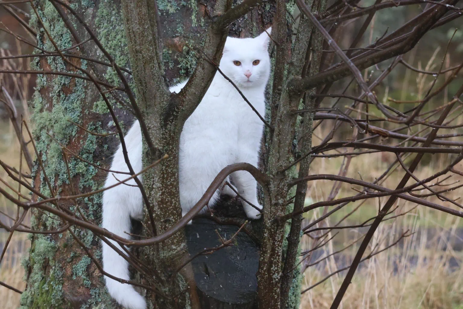 White cat in a tree bereft of leaves looking directly into the camera lens.