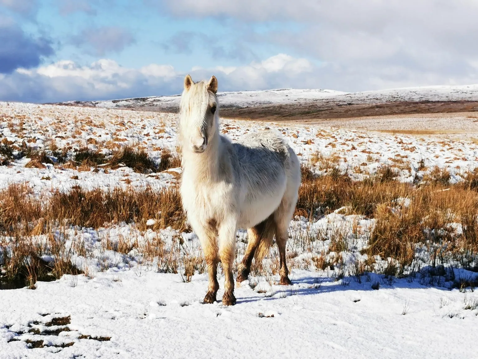 A white horse standing in the snow on a hill.