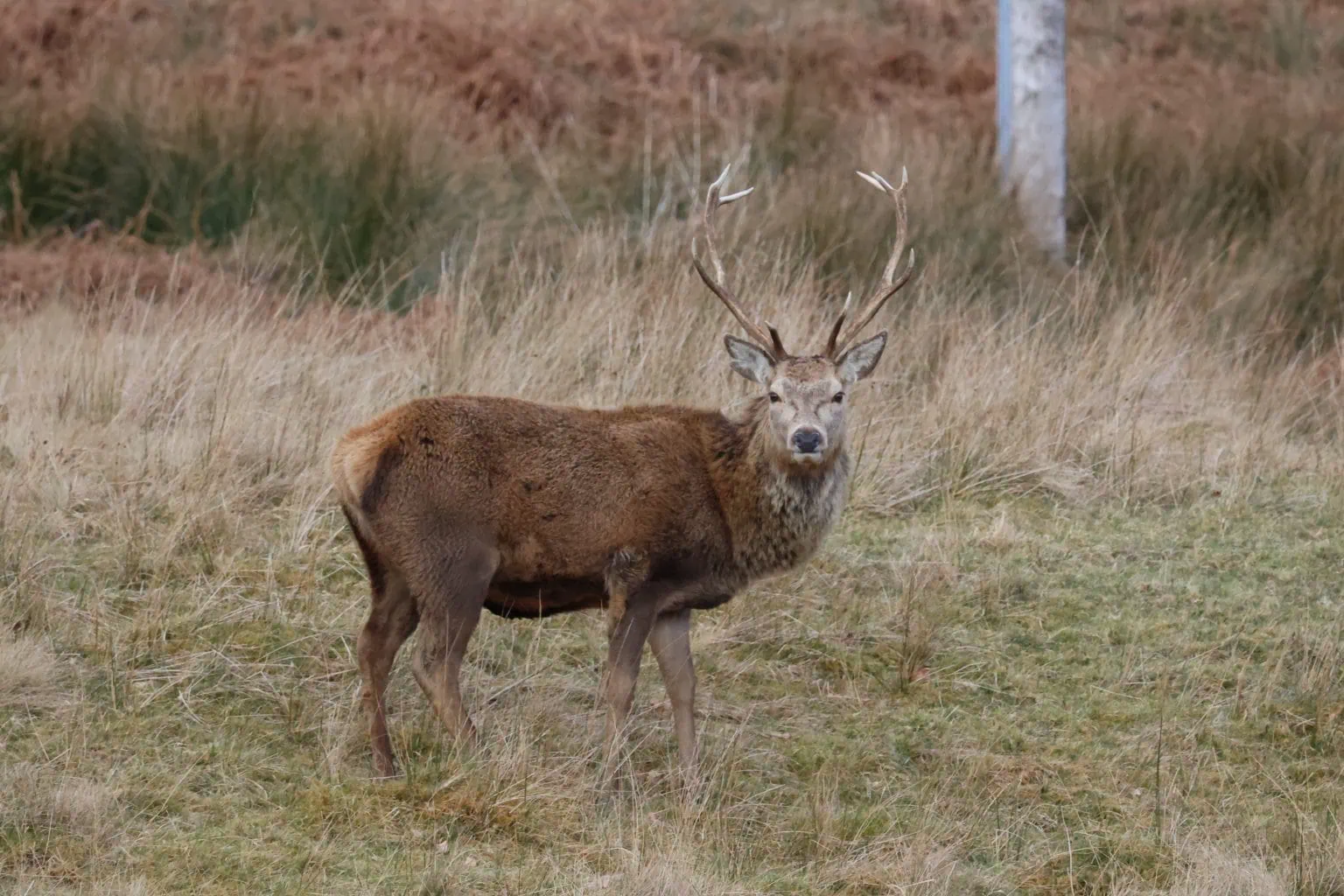 Wild Red Deer stag standing on a grass covered hillside looking directly into the camera lens,