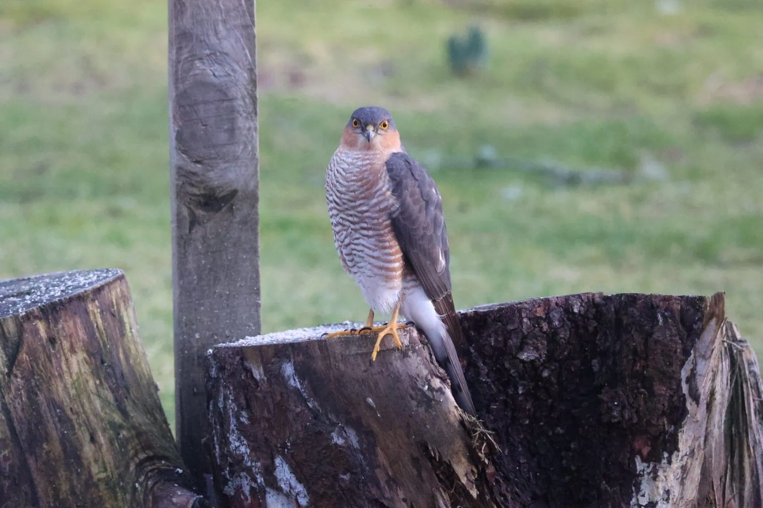 Sparrowhawk perched on a cut tree stump