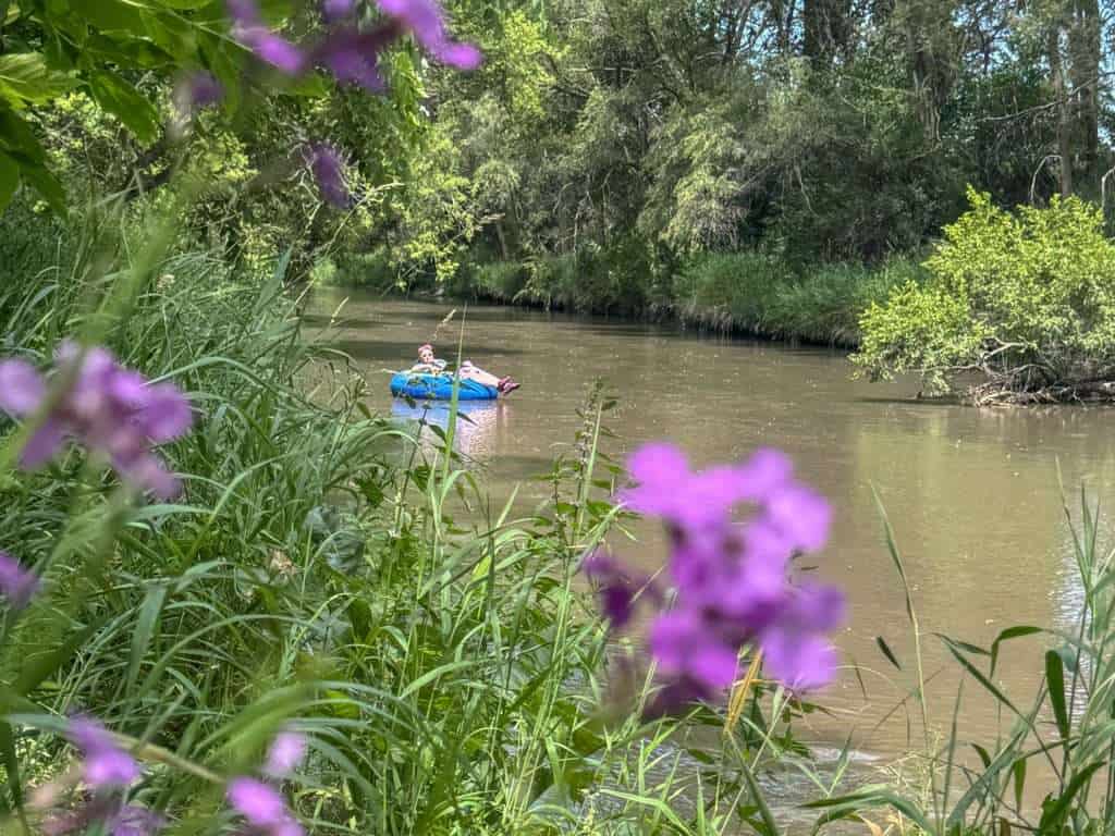 A woman floats solo in a blue inner tube on the North Fork River in Norfolk, Nebraska, framed by wild greenery and out-of-focus purple wildflowers in the foreground.
