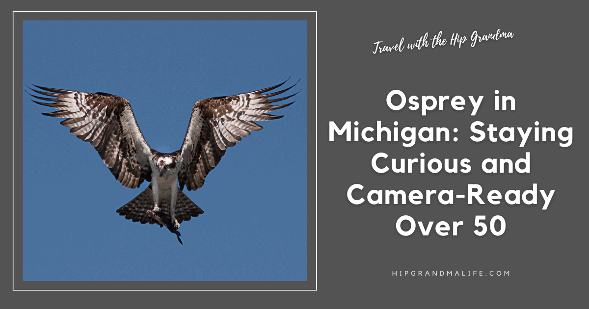Vibrant osprey soaring in Michigan sky with wings spread wide, showcasing birdwatching adventures for active seniors over 50.