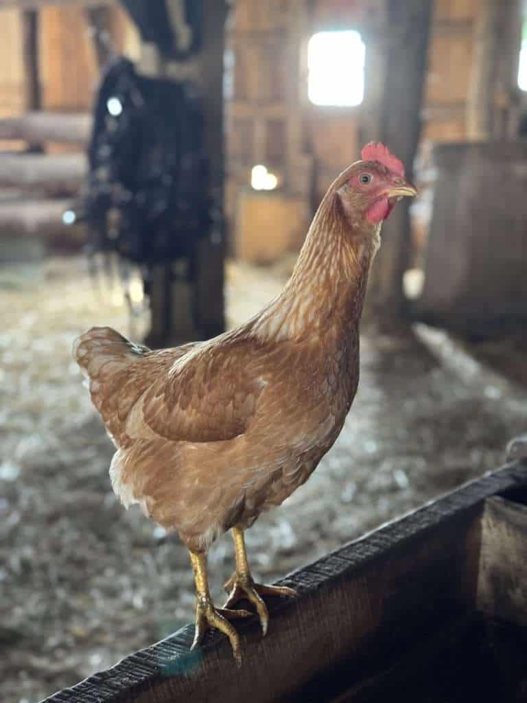 Brown chicken standing on a wooden beam inside a barn at a farm in Shipshewana, LaGrange County, Indiana
