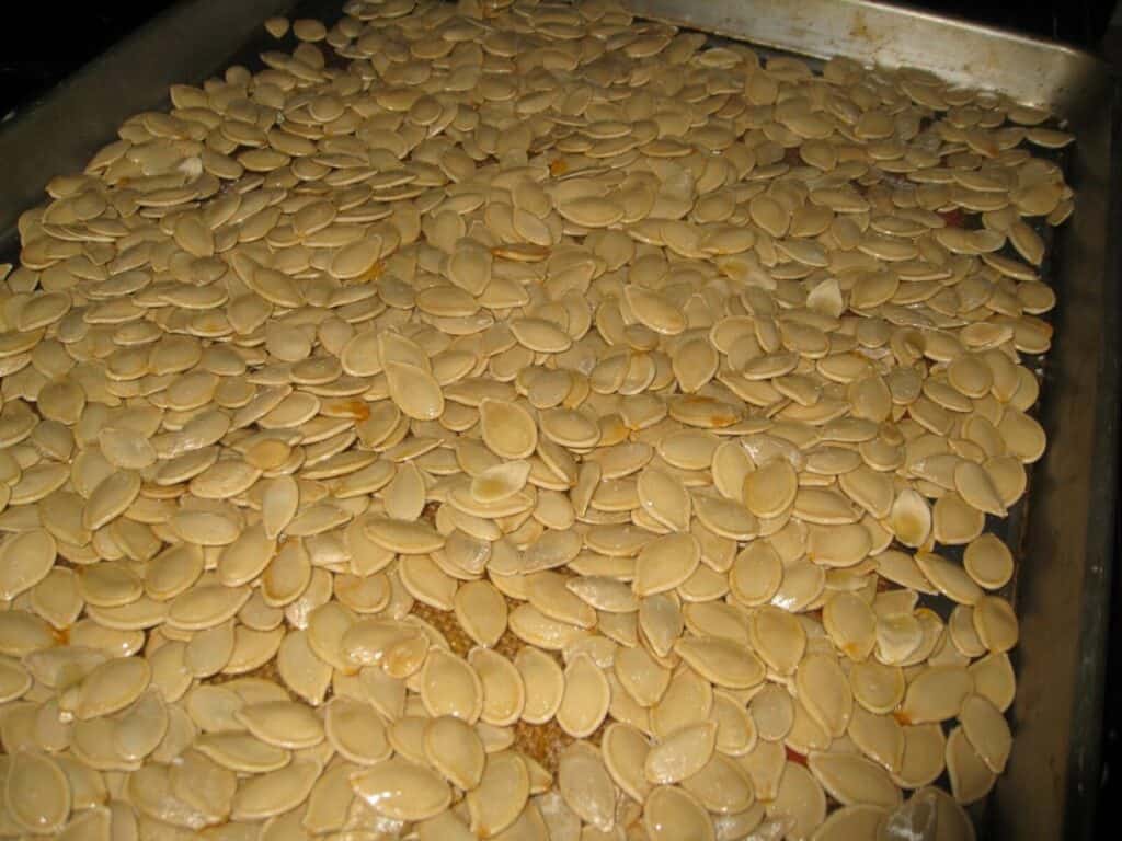Image shows washed pumpkin seeds in a jelly roll pan.