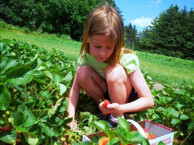 Little Miss Strawberry picker