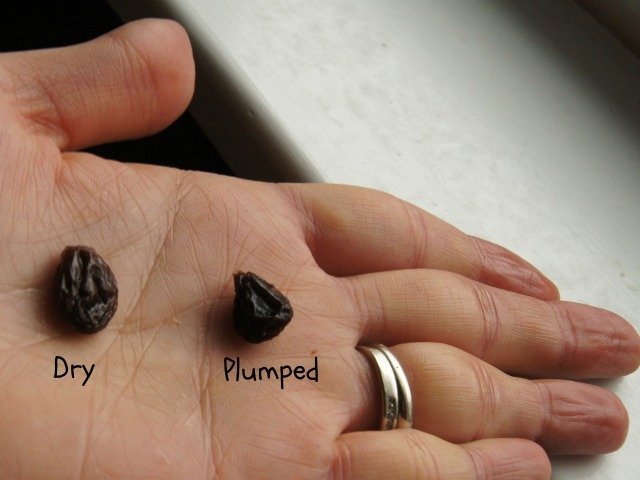 Plump and dry raisins