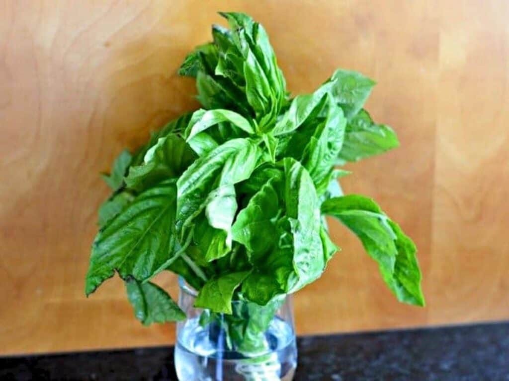 A bunch of fresh basil leaves is placed in a clear glass of water on a dark counter with a wooden background.