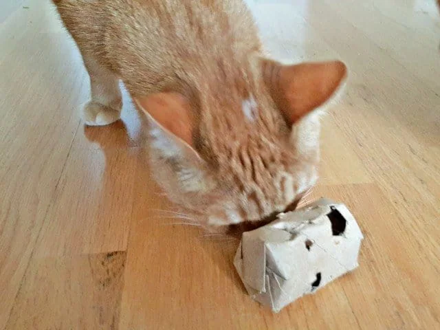 Roar loves his DIY cat treat dispenser too
