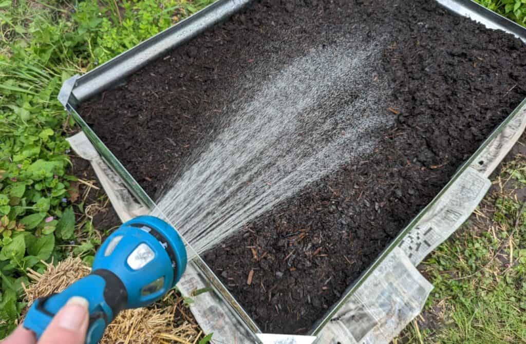 Watering a freshly filled galvanized steel raised garden bed.