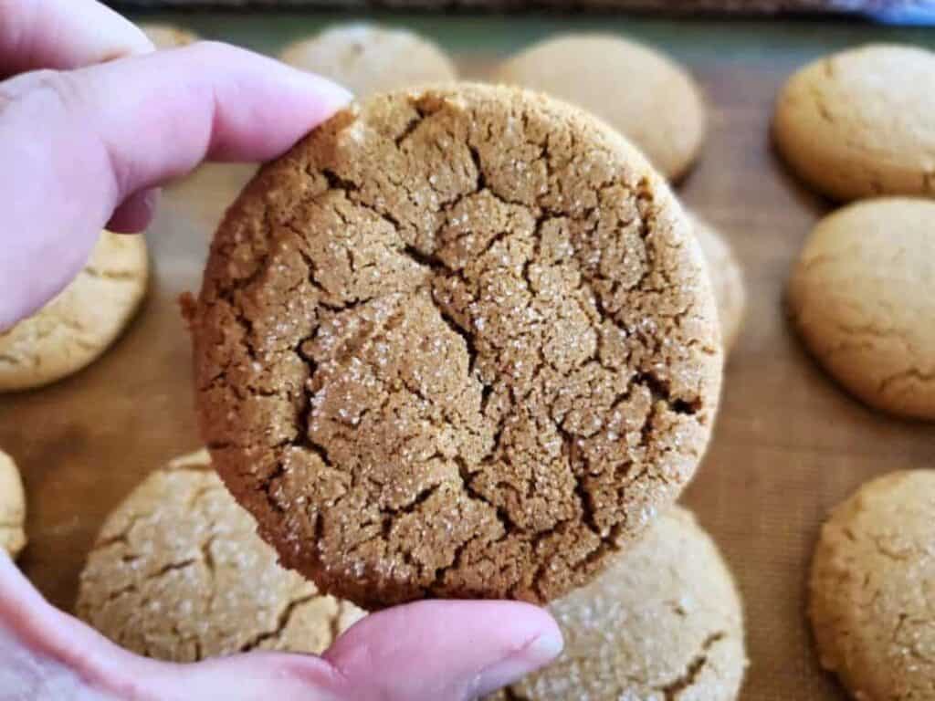 Image shows holding an irresistible chewy molasses cookie.