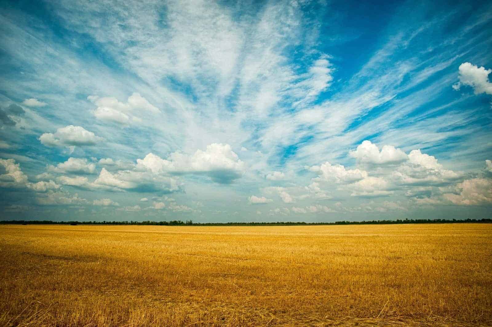 Kornmark under en blå himmel med skyer, landbrug og natur i Danmarks landskab.