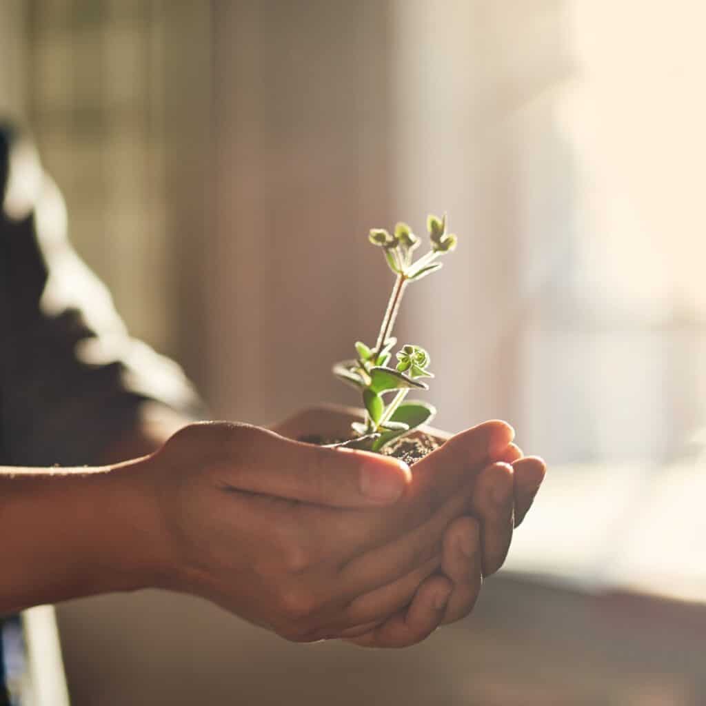 Hænder holder en spirende plante, symboliserer vækst og udvikling mod dagslys