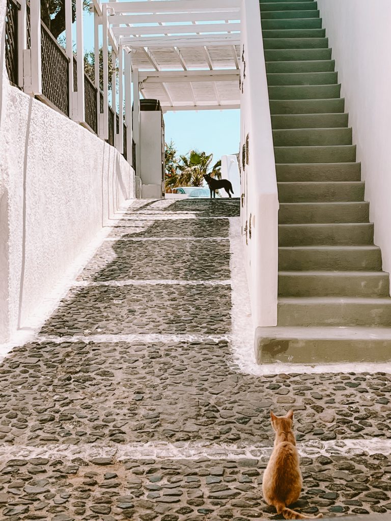 A cat keeping an eye on a dog at Gavalas Winery in Megalochori, Santorini