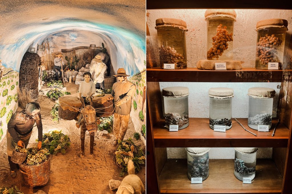 An old-world scene of grape harvesters and some preserved indigenous grapes of Santorini