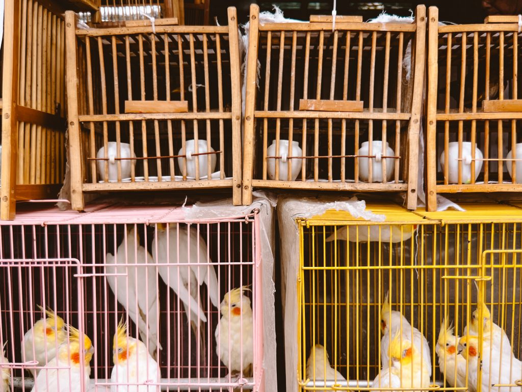 Birds in wooden and metal cages are stacked on top of each other, much like the bustling weekend markets in Hong Kong. Cockatiels are visible in the metal cages below, while the wooden ones above house darker birds hiding in the shadows.