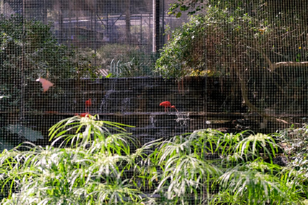 Birds in a lush, enclosed aviary with greenery and a small waterfall.