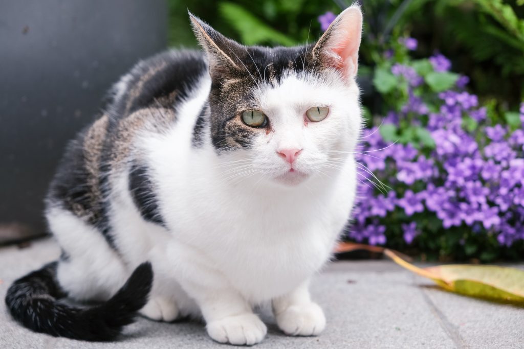 White and black cat sitting on pavement near purple flowers and green plants, looking at the camera.