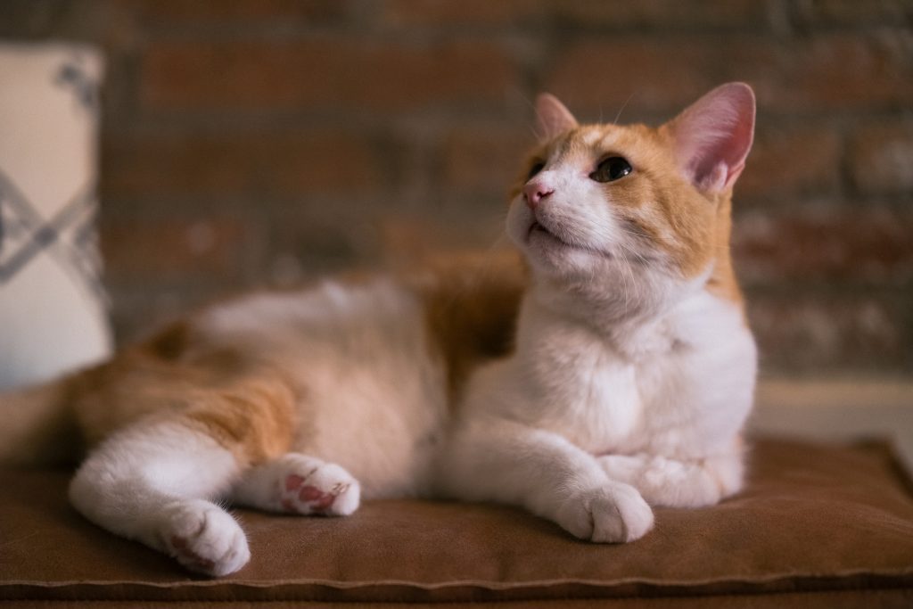 The orange and white cat Raymond from TrustedHousesitters, lying on a brown cushion, looking up, with a blurred brick wall in the background.