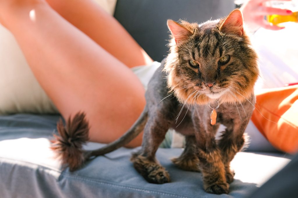 A fluffy cat with a lion cut stands on a couch next Sofia in the sunlight.
