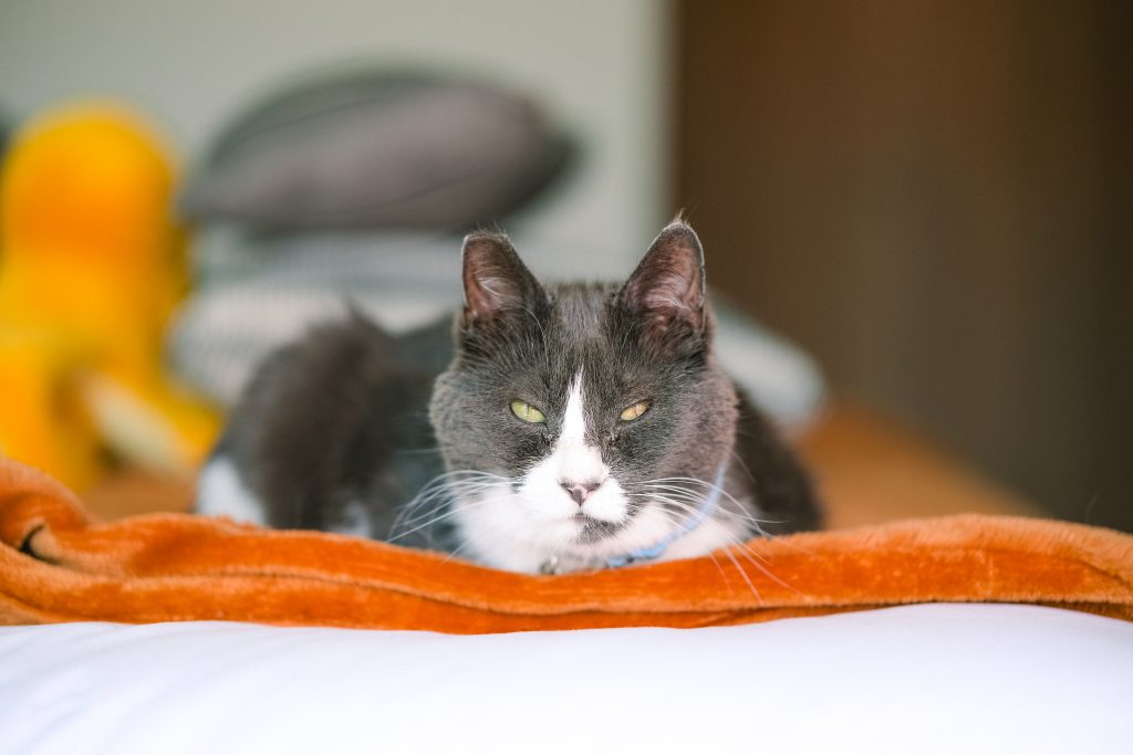 A gray and white cat with green eyes lies on a bed with an orange blanket, looking toward the camera.
