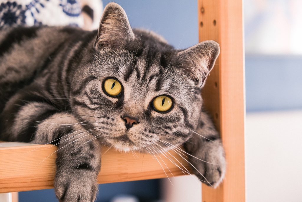 Grey tabby cat with yellow eyes lying on a wooden shelf, looking directly at the camera.
