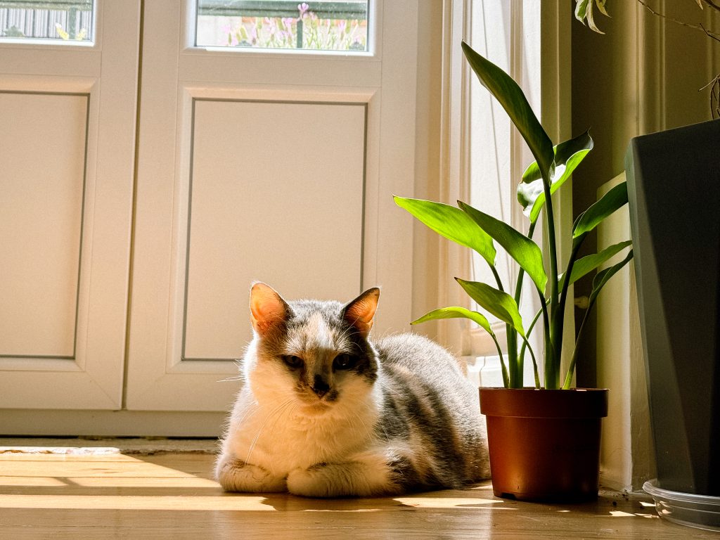 Dimples the cat lies on a sunlit wooden floor next to a potted plant by a bright window on our first TrustedHousesitters experience in Portugal.