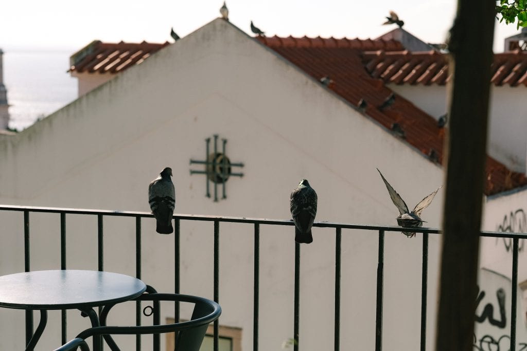 Three pigeons sit on a railing near a metal chair, with a white building and red roof in the background.