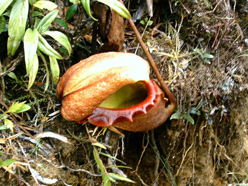 Il Borneo malese: la maestosità della foresta del Kinabalu