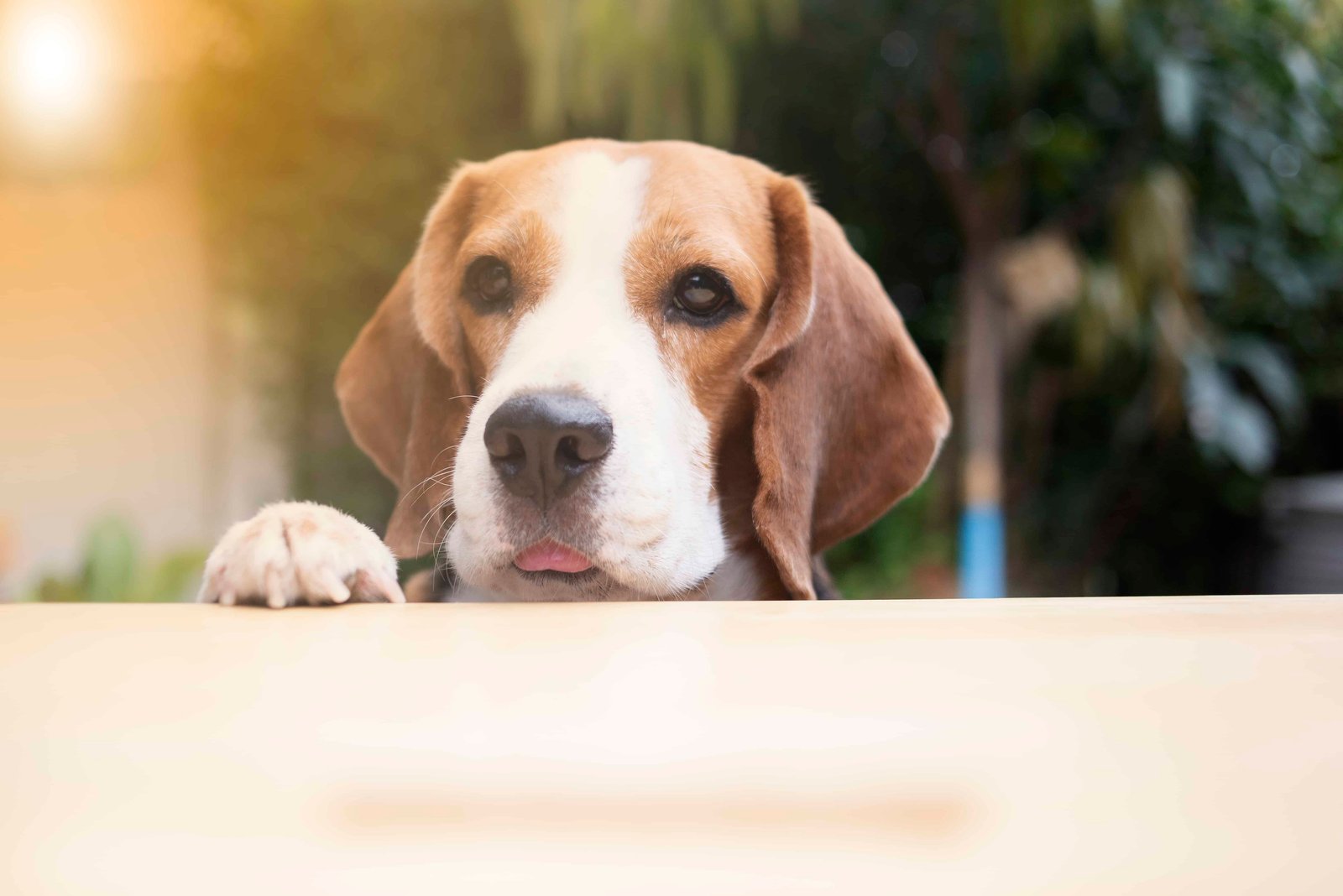 Pensione per cani di lusso
