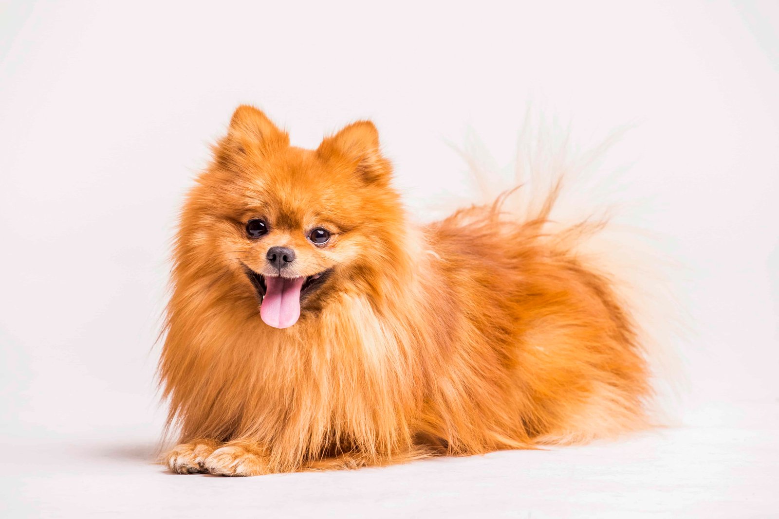 Pensione cani Milano