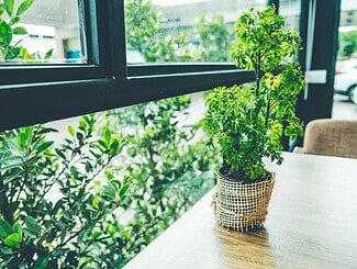 Le migliori piante da balcone