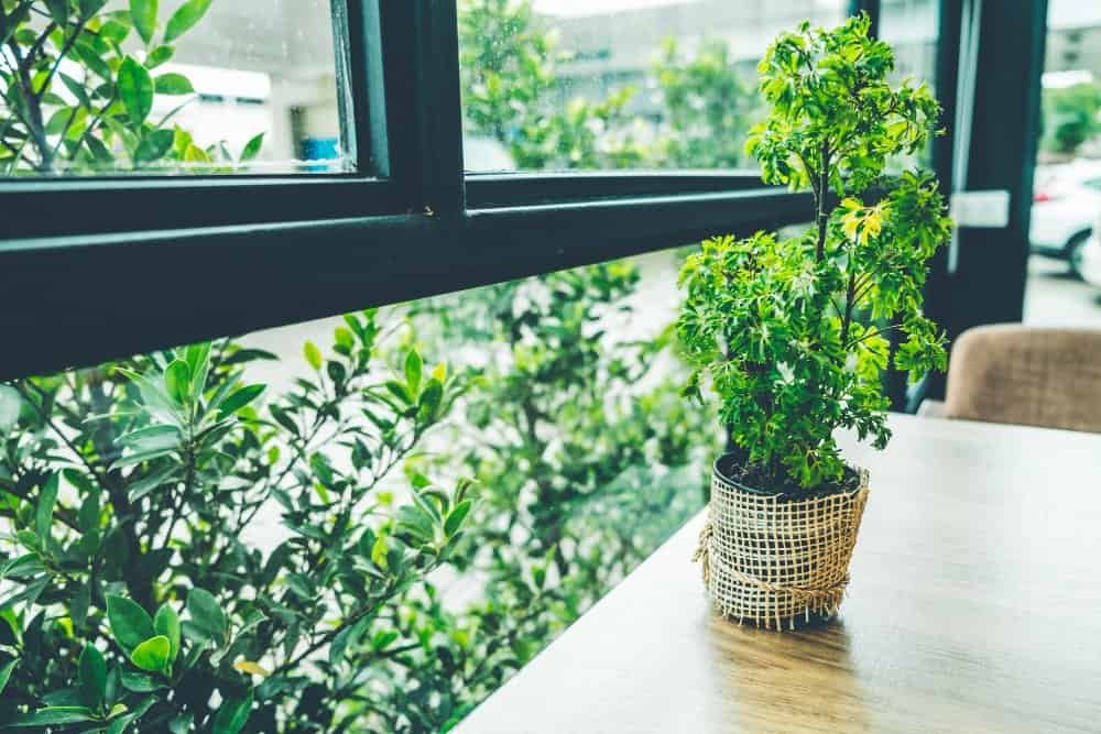 migliori-piante-balcone