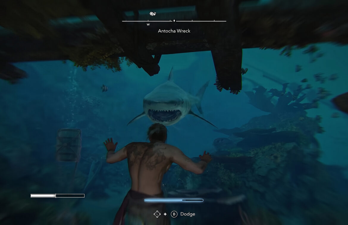 A huge shark will attack you there