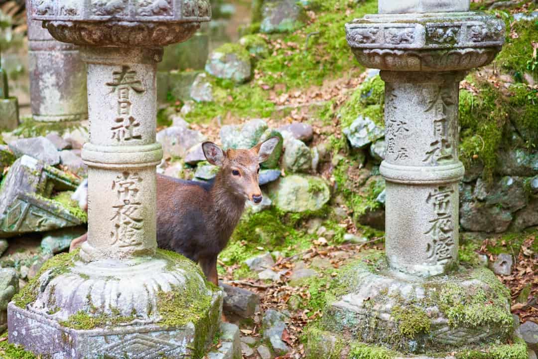 奈良公園鹿群與古都自然景觀