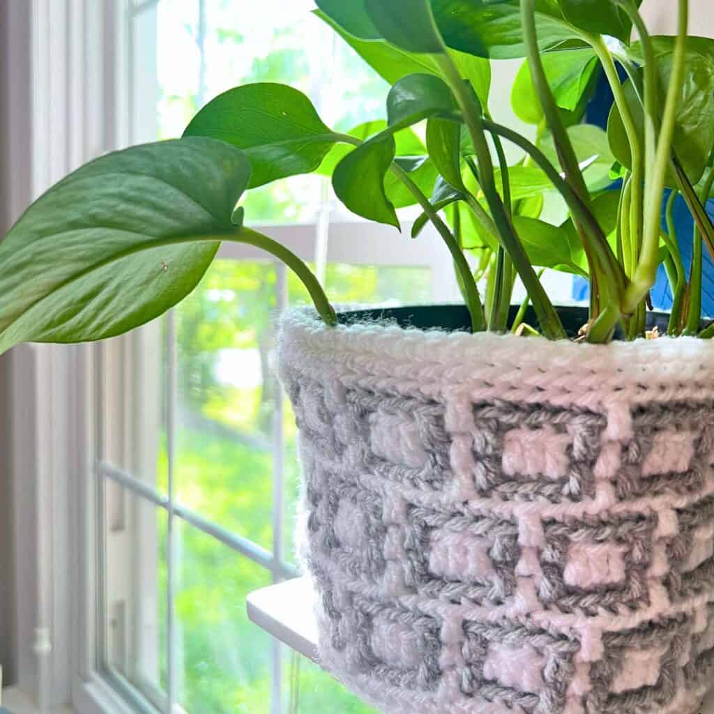 Indoor houseplant in a decorative knitted pot, placed near a window with natural sunlight.