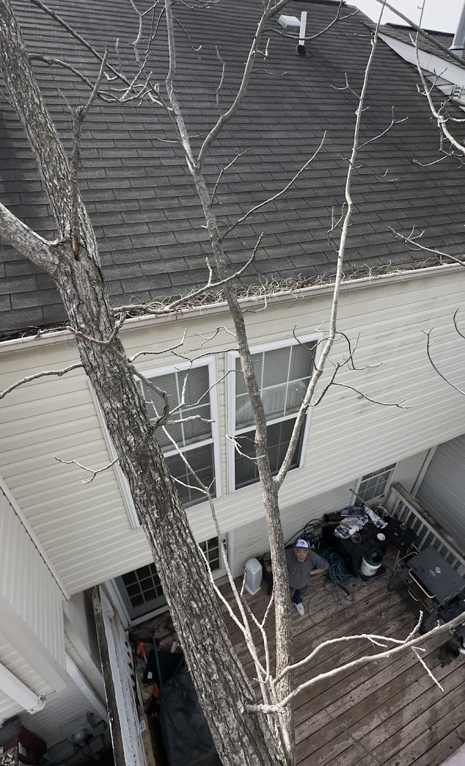 Tree removal and pruning service near residential home in Manassas Park.