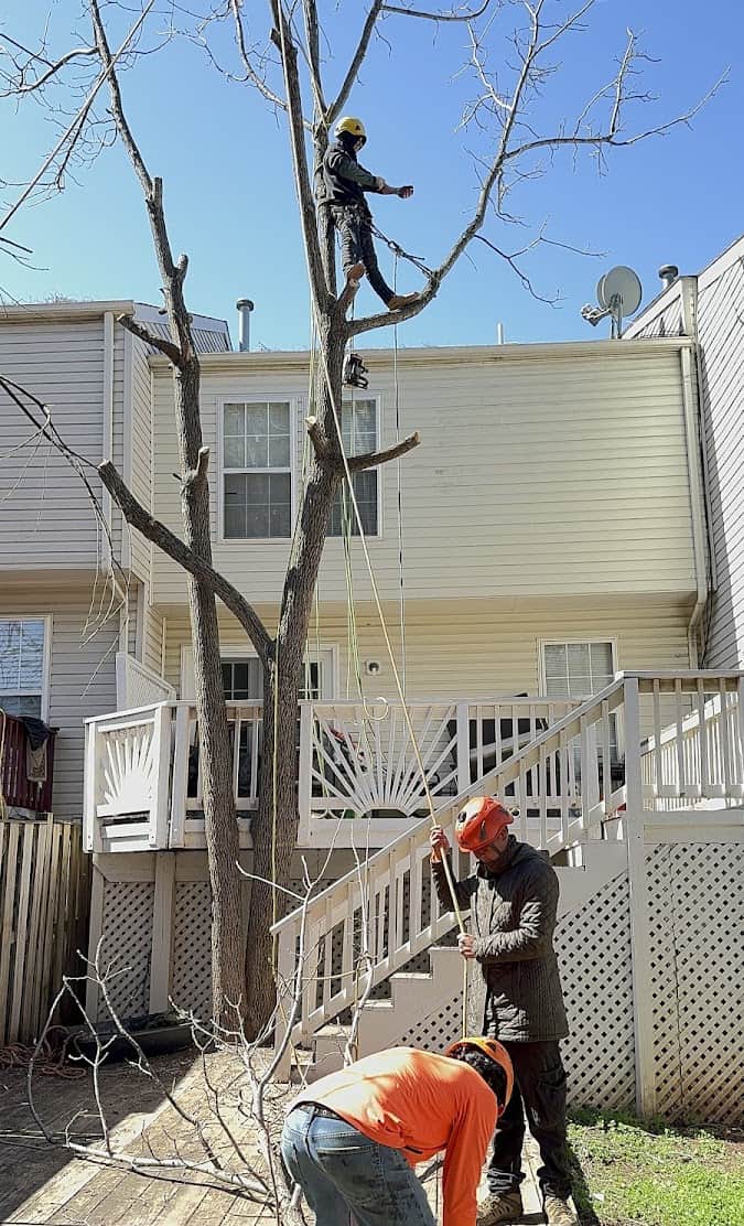 Tree trimming by professionals in Manassas Park for safety and aesthetics.