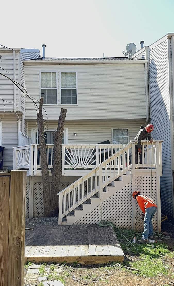 Tree removal and pruning in Manassas Park by King Tree Services LLC.