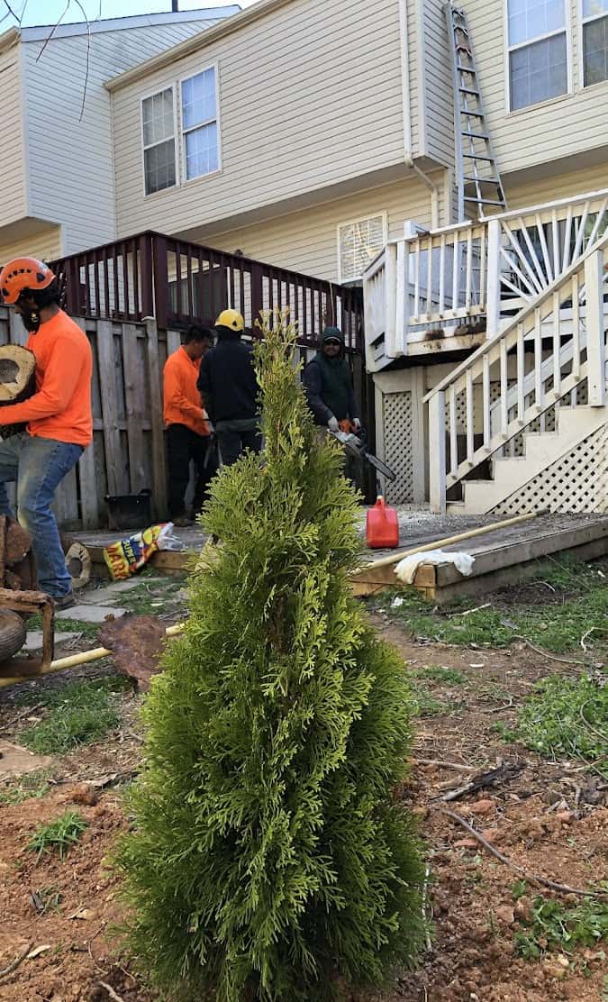 Professional tree trimming and pruning in Manassas Park by King Tree Services LLC.