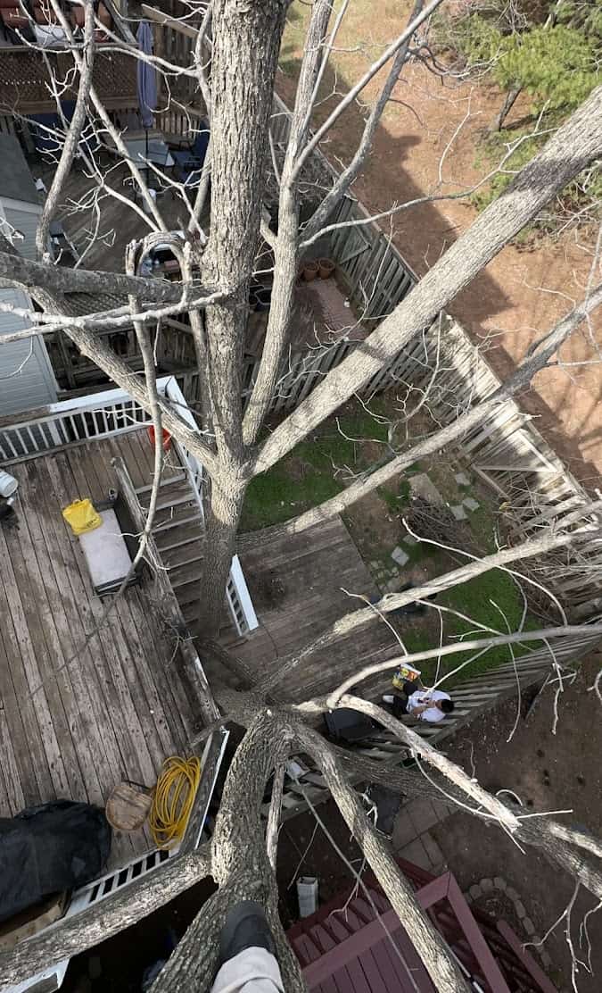 Tree removal and pruning service by King Tree Services LLC in Manassas Park.