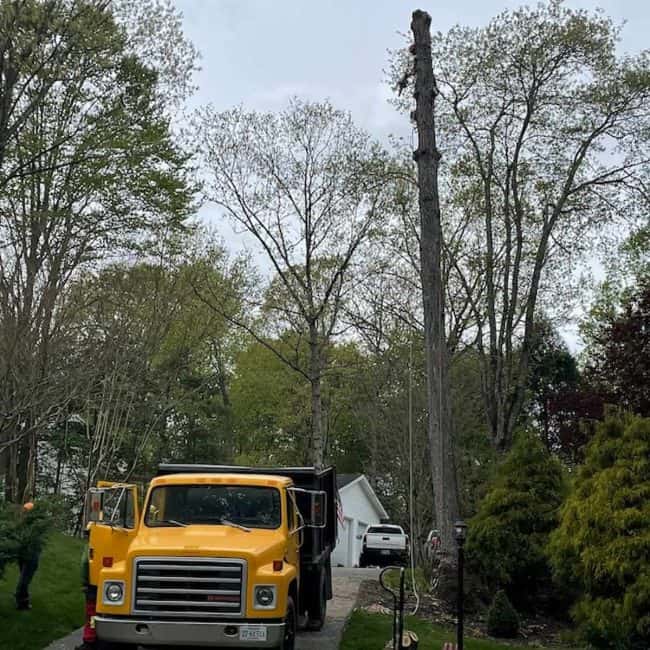 Crane-assisted tree removal safely lifting heavy timber in Prince William County.