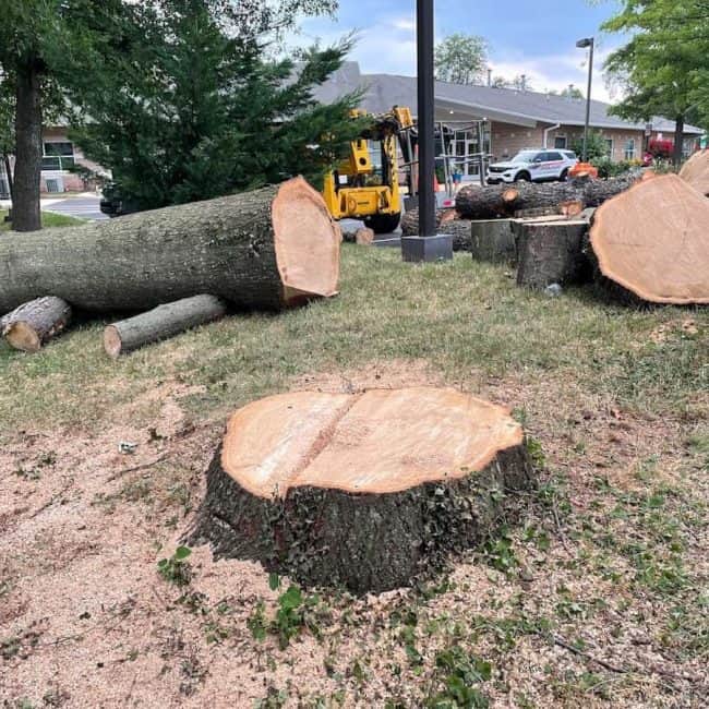 Dead ash tree removal and stump grinding for an HOA community in Northern Virginia.