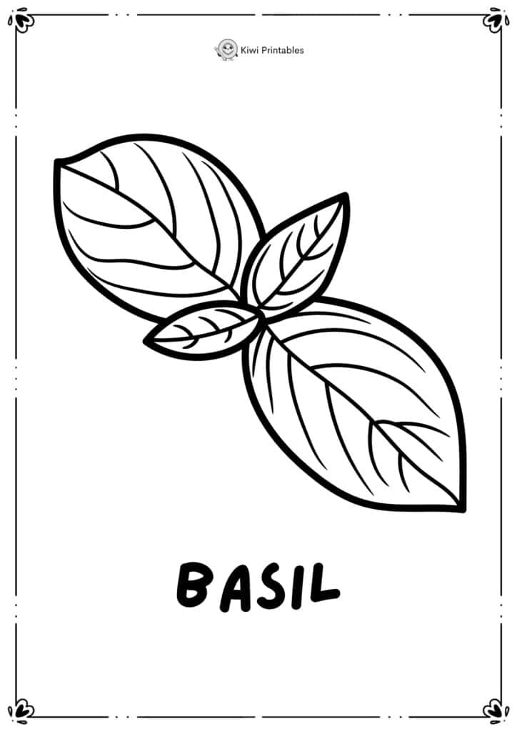 colouring-page-basil