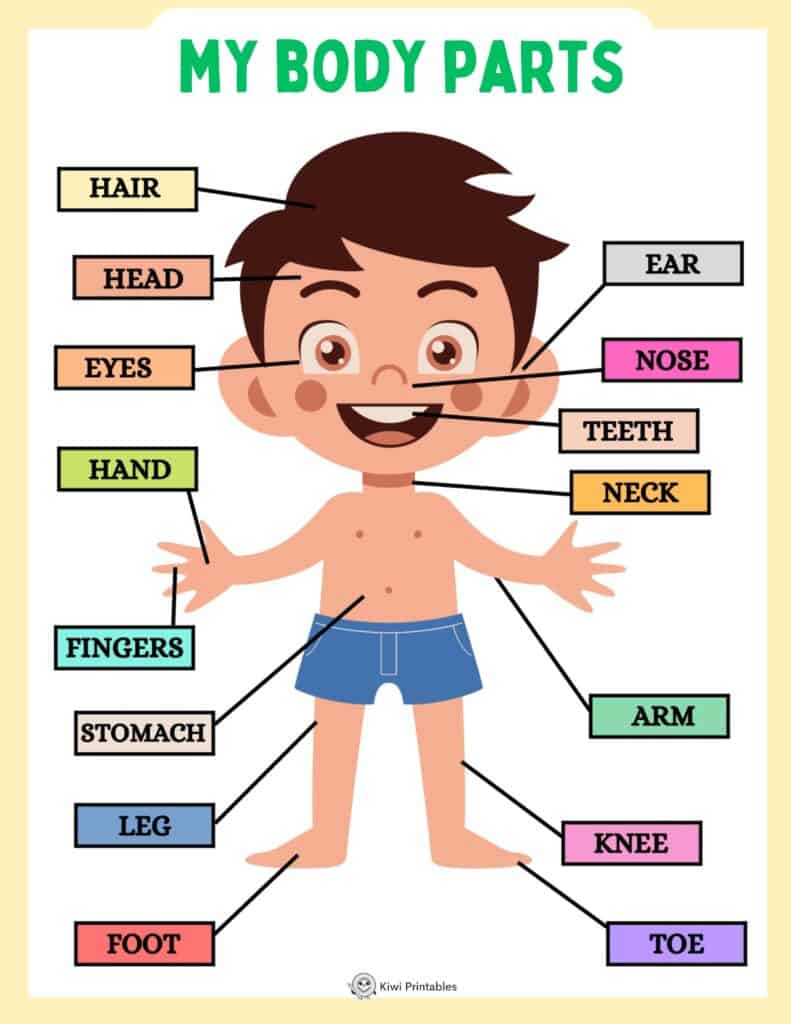 human-anatomy-book-02