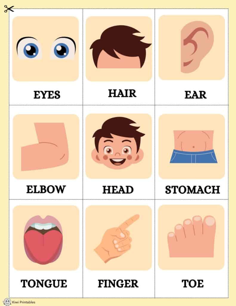human-anatomy-book-07