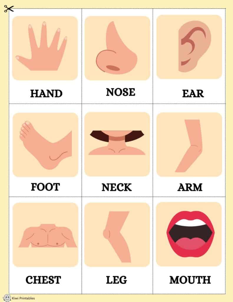 human-anatomy-book-09